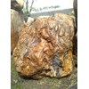fosil kayu # 005#