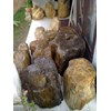fosil kayu