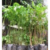 bibit tanaman mimba/ imbo