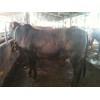 sapi qurban premium