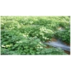 essential oil-patchouli oil