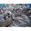 ikan lele konsumsi