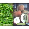 bisbul ( diospyros blancoi)