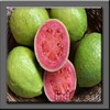 jambu klutuk merah