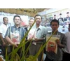 beras organik