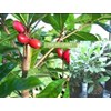 miracle fruit ( synsepalum dulcifium)