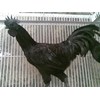 ayam cemani