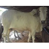 sapi kualitas prima qurban 2011