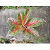 red metalic