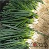 daun bawang prei