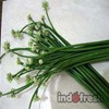 bunga daun bawang