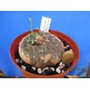 gerrardanthus macrorrhizus rp 1, 5 jt