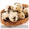 telur puyuh