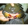 kepiting soka