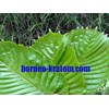 kratom kapuas hulu