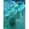 bibit mangga kiojay