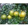 buah jeruk manis