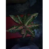 aglaonema pride of sumatera mutasi