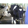 peternakan sapi perah, pengolahan susu segar