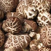 jamur shiitake ( hioko)