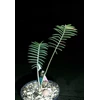 dioon merolae seedling( sold out)