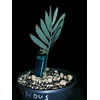 cupidus seedling sedaun( sold)