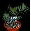 longifolius green( sold out)