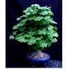 biji ginkgo biloba