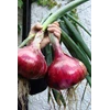 pupuk organik tanaman bawang/brambang besarnya 10 kali lipat-1