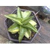 s.patens var