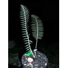 dioon merolae 1( sold out)