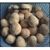 jamur merang