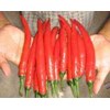 cabai merah tw