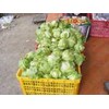 letuce head