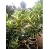 ficus lyrata variegata ( biola cantik) 2