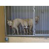 anjing kintamani kawin dikandang