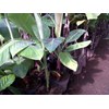 bibit tanaman buah : pisang cavendish