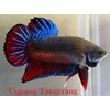 ikan cupang aduan