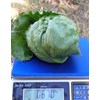 lettuce/ head lettuce