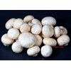 jamur champignon