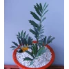 horridus 6 daun sold