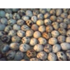 telur tetas