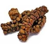 kopi luwak