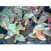aglaonema adelia