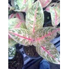 aglaonema diana