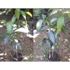 mangga yu wen-1