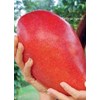 mangga yu wen-3