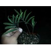 e.gratus seedling( sold)