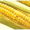 jagung