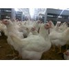 ukm budidaya ayam broiler